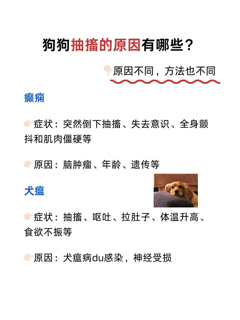 魔兽世界私服宠物抽搐问题解析